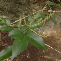 Antidesma alexiteria L.